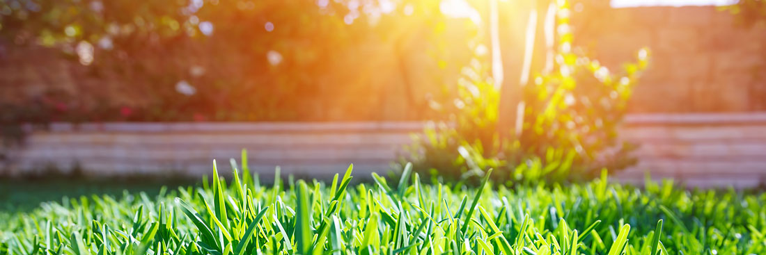 Buy your own home and do your own landscaping
